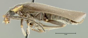 Media type: image;   Entomology 24187 Aspect: habitus lateral view